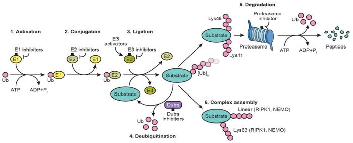 571-function-UB.jpg